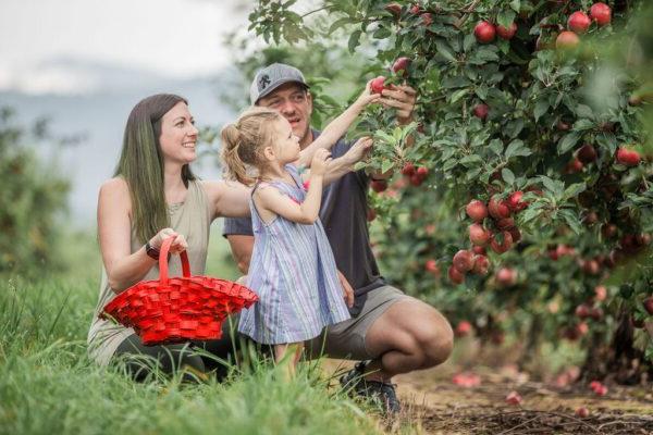 a family picking apples