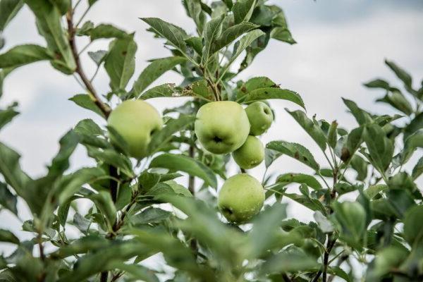 green apples on a tree