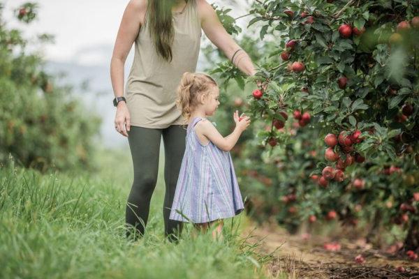 a child picking apples