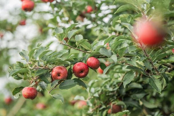 red apples on a tree