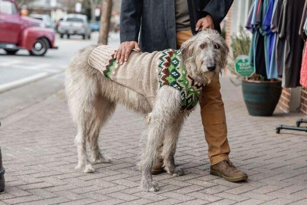 a dog in a cute holiday sweater