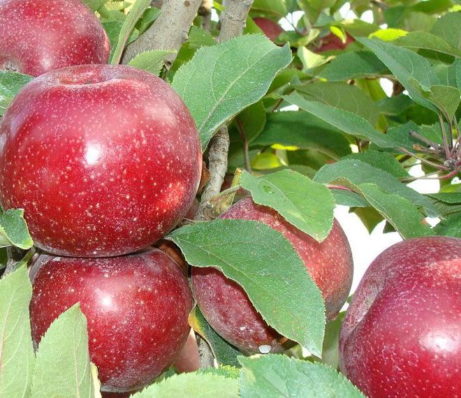 fresh apples on a tree